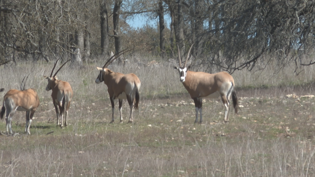 Texas Exotic Game Ranches Take Hit American Farm & Ranch